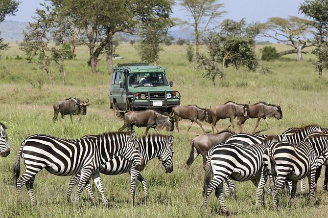 4-Day Budget Tarangire, Serengeti, Ngorongoro Safari Guided Tour - Transportation Provided