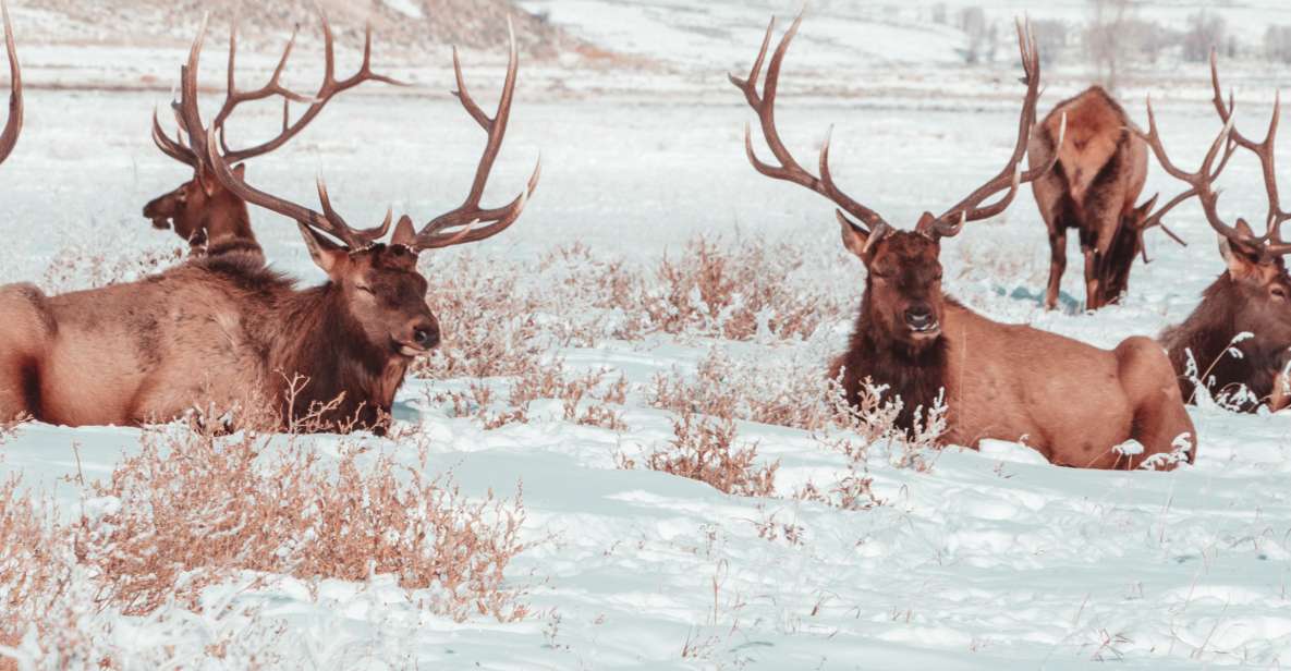 4-Day Winter Yellowstone Tour - Visiting Salt Lake City