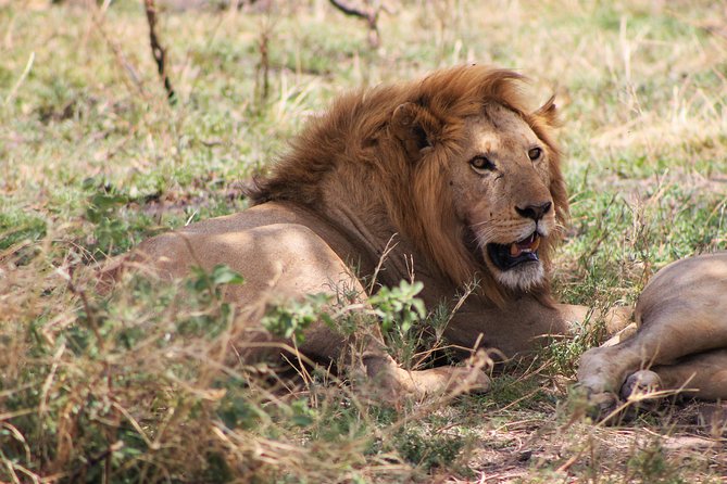 4 Days Lodge Safari Tarangire , Ngorongoro Crater & Walking - Ngorongoro Crater Exploration