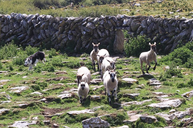 7 Day Emerald Explorer Small Group of Tour of Ireland - Transportation and Accessibility