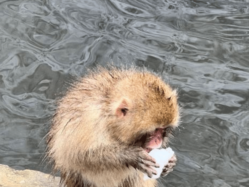 A Memorabele Snow Monkey Park & Zenkoji Temple Private Tour - Pickup Location