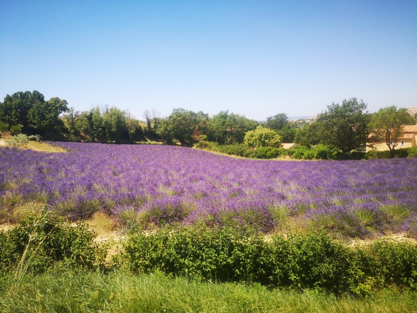 Aix-en-Provence: Day Trip to the Valensole Lavender Fields - Exploring the Lavender Fields