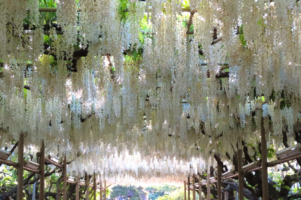 Ashikaga Flower Park Entry Ticket Review - The Great Wisteria