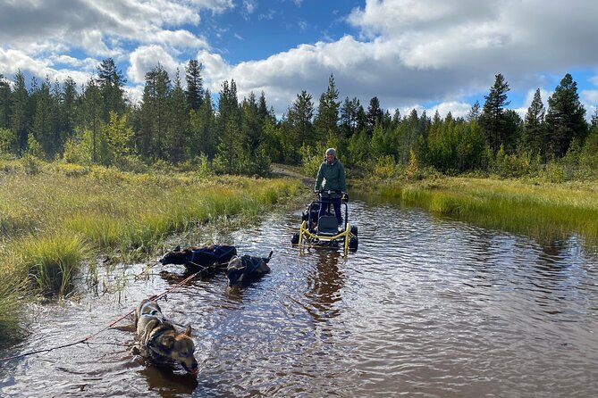 Autumn Husky Sit and Drive Cart Tour From Kiruna - Harnessing the Huskies