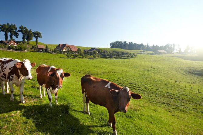 Bern Small-Group Day Trip From Zurich Including Cheese Tasting - Scenic Dairy Farm Stop