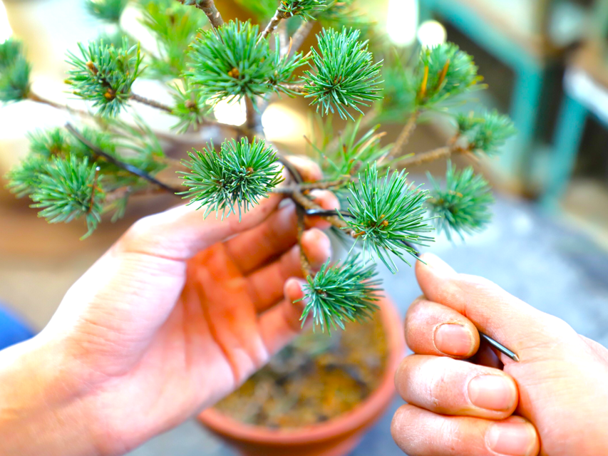 Bonsai City: Bonsai Tour & Experience at Bonsai Sanctuary - Included Services