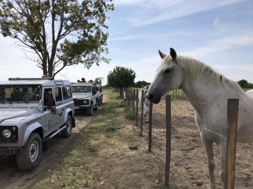 Camargue: Safari From Saintes-Maries-De-La-Mer - Visiting a Bull Farm