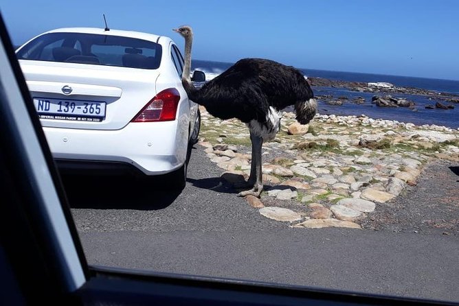 Cape of Good Hope and Penguins - Small Group - Full Day - Challenges and Feedback