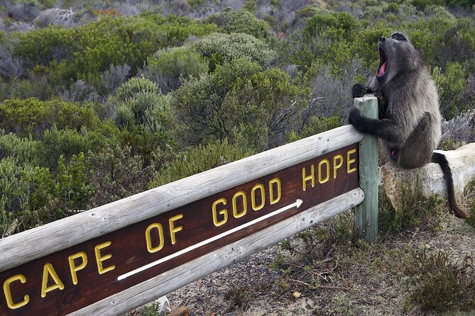 Cape of Good Hope & Boulder Penguins Full-Day Tour From Cape Town - Meeting and Pickup