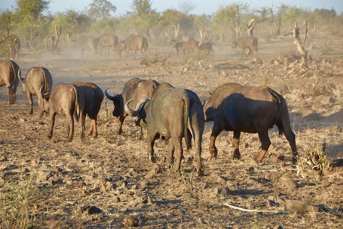 Captivating 2 Day Kruger Safari From Johannesburg - Cancellation Policy