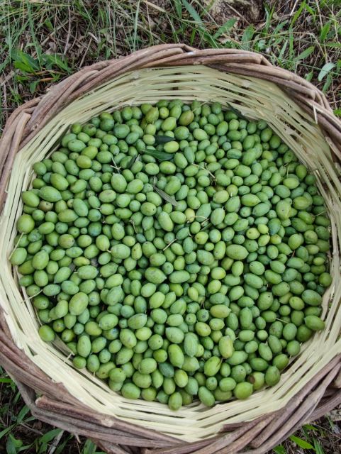 Chania: Full Moon Olive Harvest - Immersive Atmosphere and Activities