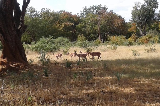 Chobe Full Day Trip - Additional Information