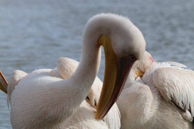 Day Tour to Hells Gate National Park and Optional Boat Ride on Lake Naivasha - Spotting Wildlife in the Park