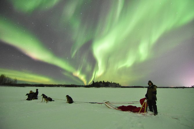 Dog Sledding and Mushing Experience in North Pole - Customer Experiences