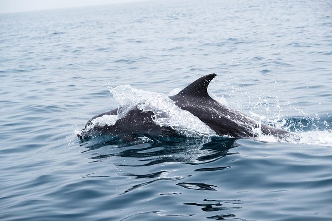 Dolphin Watching - Private Boat Tour From Muscat