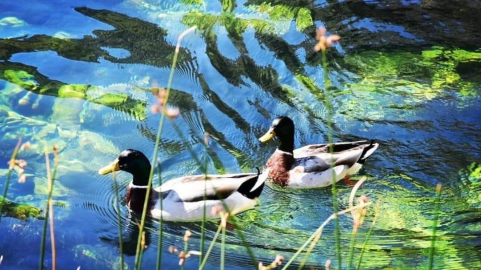 Dubrovnik Sightseeing And Visiting The Botanical Garden - Tour Experience Highlights