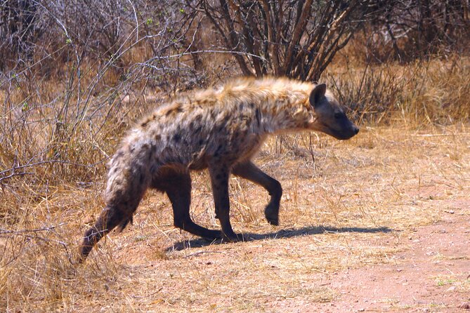 Economic 1-Day Kruger Safari From Maputo - Included in the Tour