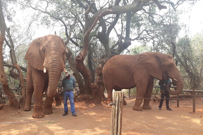 Elephant Sanctuary Tour From Johannesburg or Pretoria - Booking Information