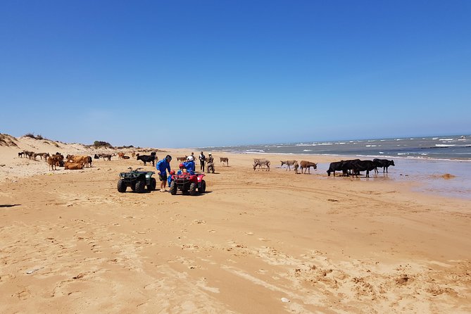 Essaouira: 3-Hour Quad Ride (Free Transfer) - Cancellation Policy