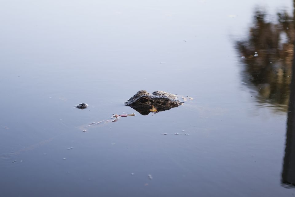 Everglades Day Safari From Fort Lauderdale - Airboat Ride Through the Everglades