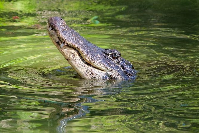 Everglades Day Safari From Ft Lauderdale - Transportation and Accessibility