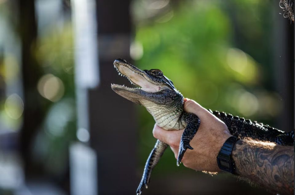 Everglades: Sawgrass Park Reptile Exhibit Private Tour - Highlights of the Experience