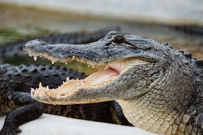 Everglades VIP Airboat Tour With Transportation Included - Tour Experience