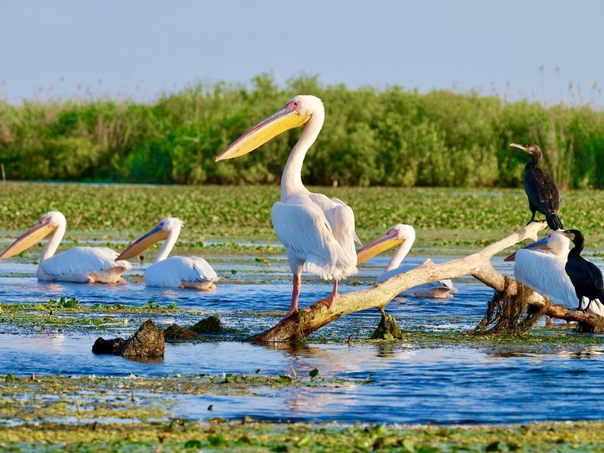 Explore Danube Delta and Black See in 2 Day Private Tour - Day One Itinerary