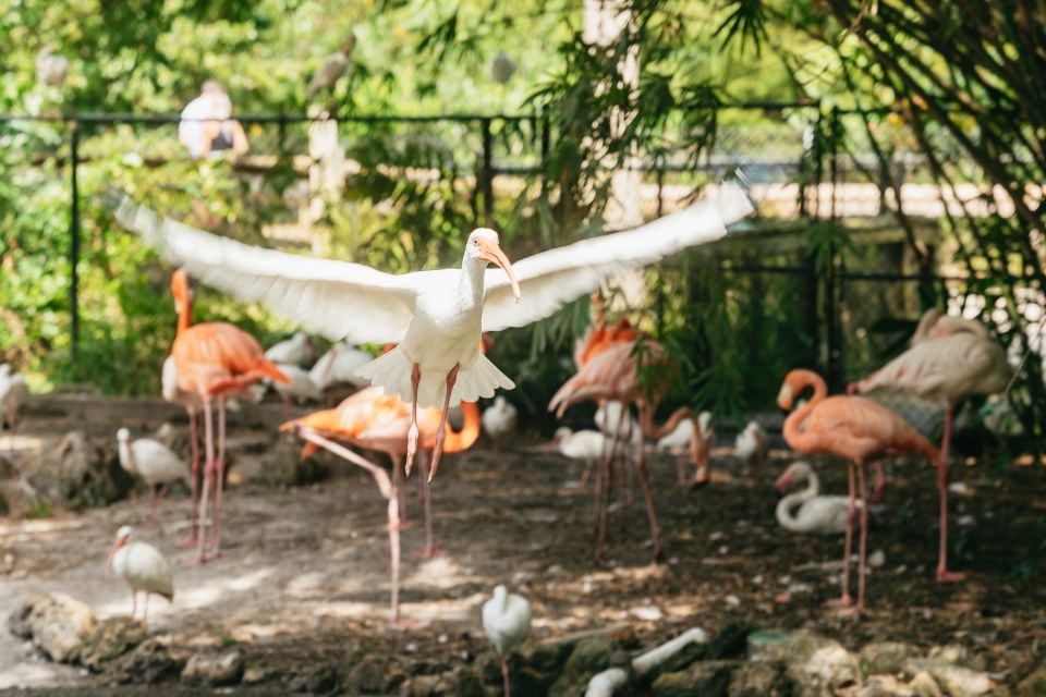 Fort Lauderdale: Flamingo Gardens Entry Ticket - Tram Tour Experience