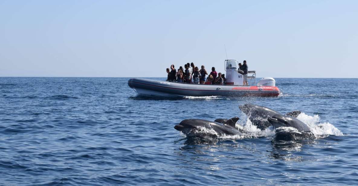 From Albufeira: Benagil Caves and Dolphins Guided Boat Tour - Inclusions and Meeting Point