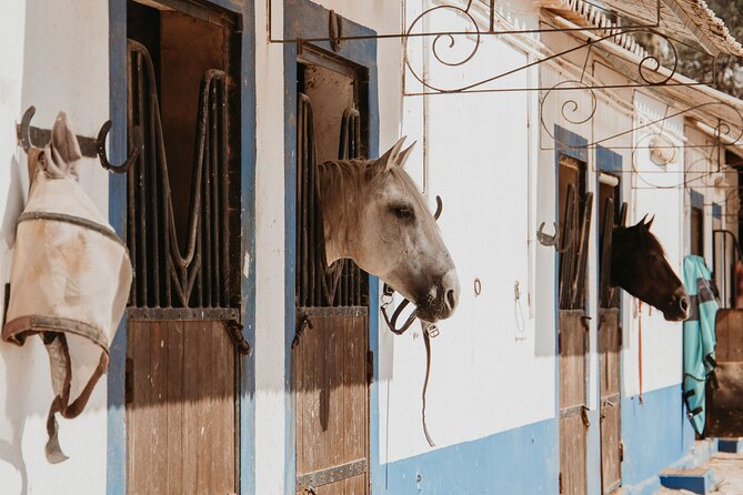 From Albufeira: Half-Day Hidden Gems & Horse Riding Tour - Location and Operator