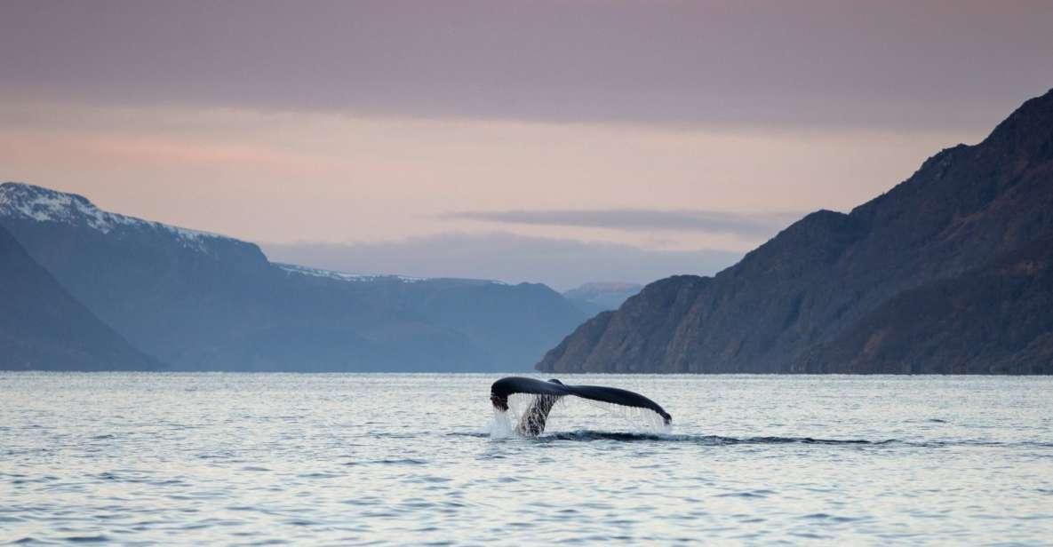 From Alta: Fjord & Whale Adventure - Preparing for the Adventure