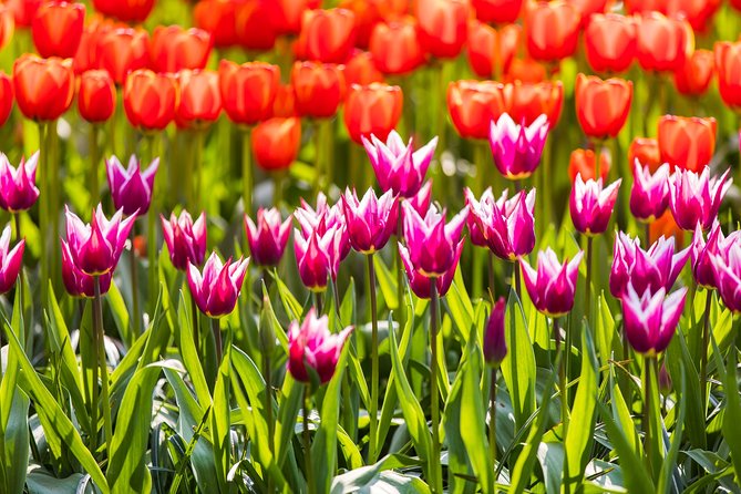 From Amsterdam: Keukenhof Flower Park Ticket and Transfer 2025 - Meeting and Pickup Details