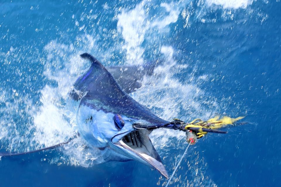 From Funchal : Big Game Fishing Boat Trip - Fishing Techniques and Catches