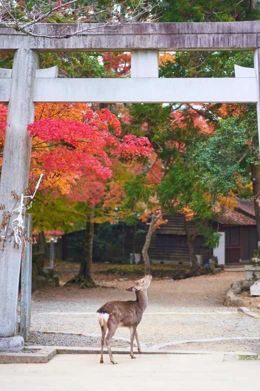 From Kyoto or Osaka: Private Walking Tour Through Nara - Attractions and Activities