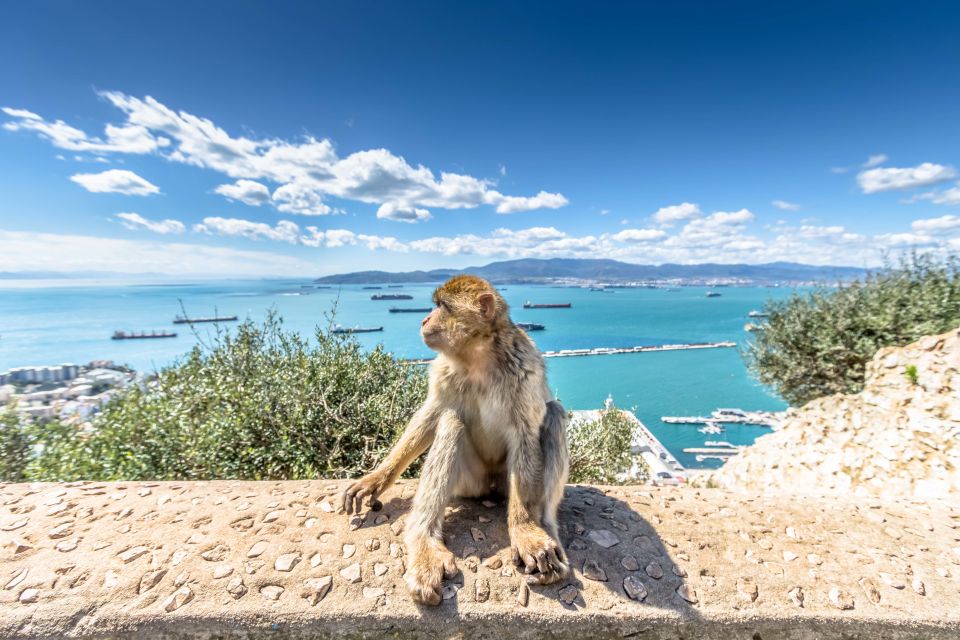 From Malaga and Costa Del Sol: Gibraltar Sightseeing Tour - Inclusions and Amenities