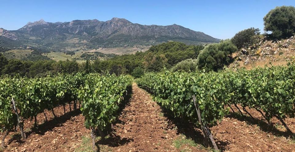 From Marbella: The Classic Ronda Wine Experience Day Tour - Winery Visits