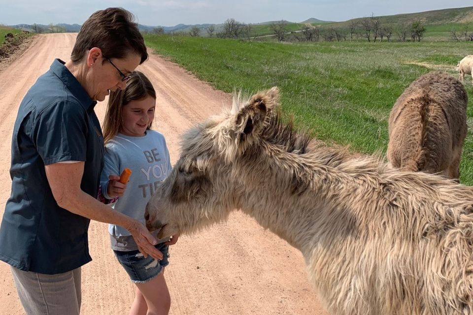 From Rapid City: Custer State Park Private Safari and Hiking - Open-Air Safari Experience