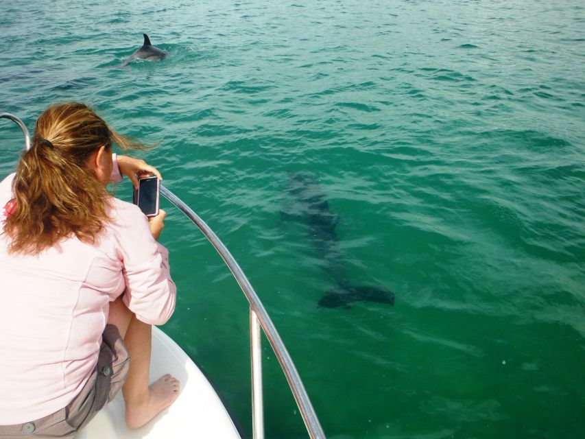 From Sesimbra: Arrábida Dolphin Watching Boat Tour - Wildlife and Educational Component