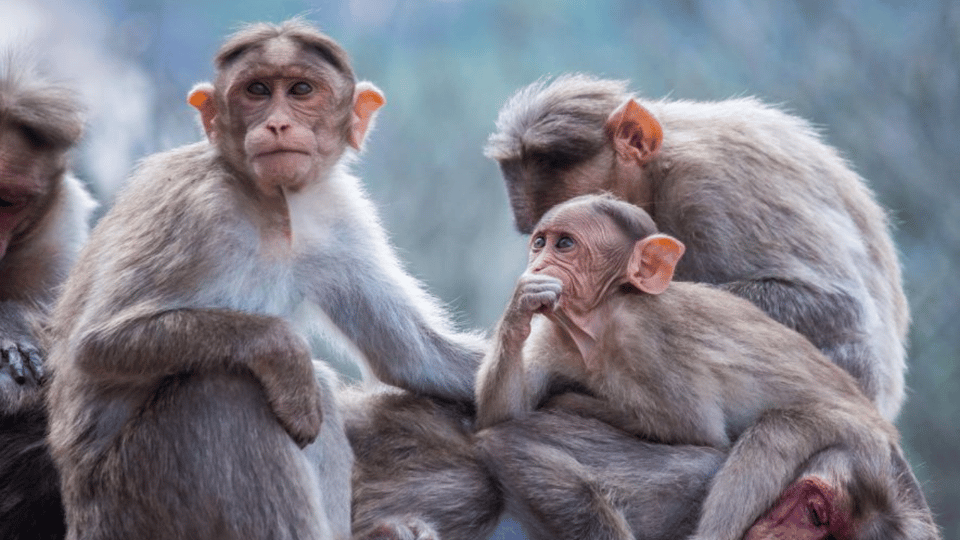 From Tokyo Memorabele Snow Monkey Park & Zenkoji Temple Tour - Important Information and Requirements