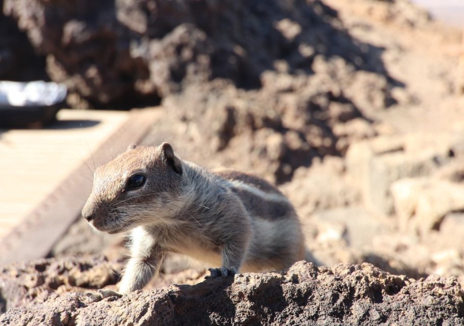 Fuerteventura: 4x4 Off-Road Trip to El Cotillo and La Oliva - Itinerary Highlights