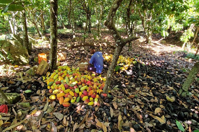 Full-Day Jungle Trek on Nosy Komba (Lemur Island) With the Black Lemur Sanctuary - Tour Schedule