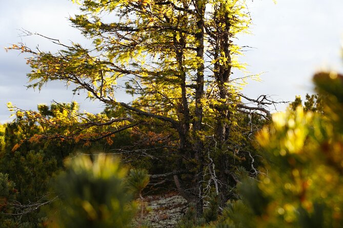 Full-Day Larch Hike, Departure From Banff - Group Size and Cancellation Policy