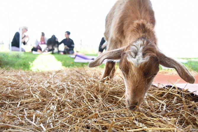 Goat Yoga and Wine Tasting - Group Size and Accessibility