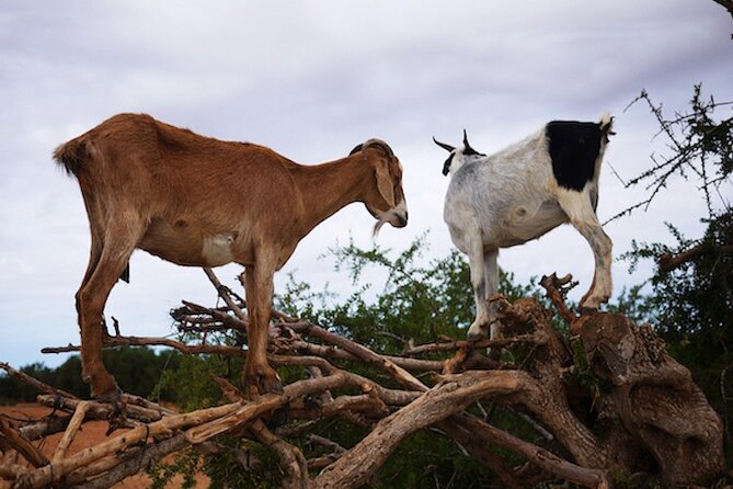 Goats on the Tree Trip From Agadir & Taghazout - Capture Photos and Videos