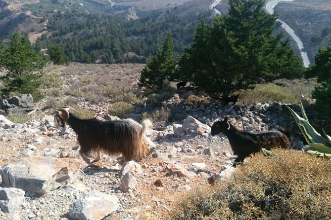 Half-Day Georgioupolis Off-Road Adventure With Meal - Cretan Dairy Products