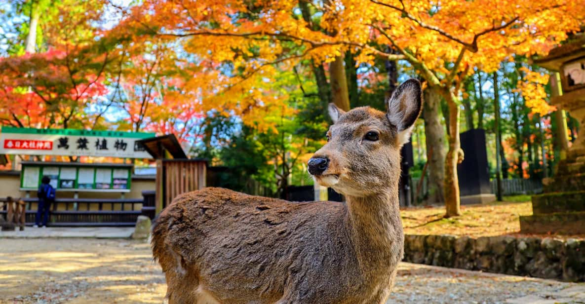 Historical Nara & Kyoto Bus Tour Review - Key Attractions