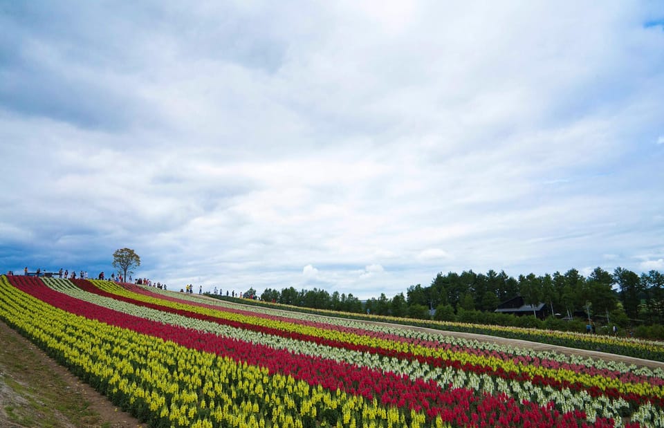 Hokkaido Biei Green Pond and Furano Flower Sea Review - Accessibility and Languages