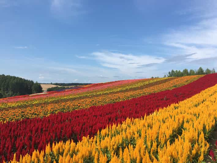 Hokkaido Furano Day Tour - Tomita Farm