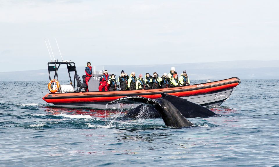 Húsavík: Big Whales and Puffin Island Speedboat Tour - Guided Tour Details